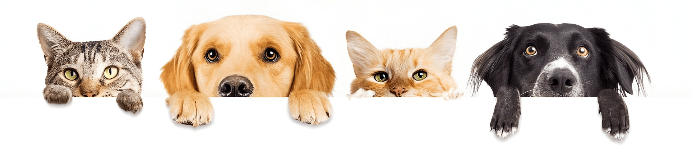 pet-head-image