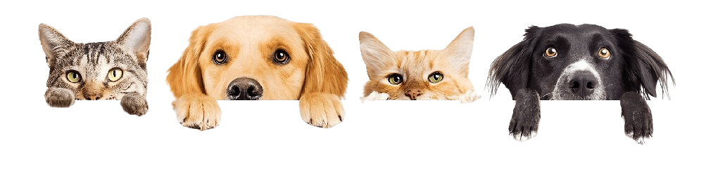 pet-head-image