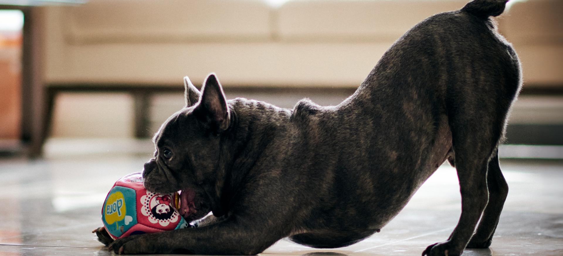 dog stretching