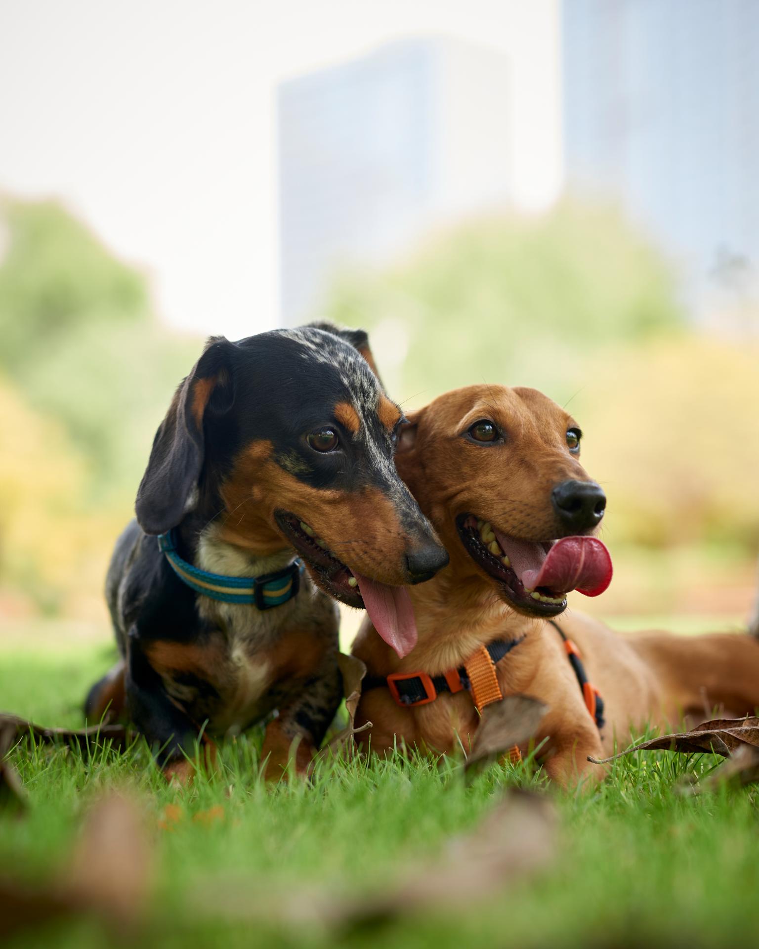 Pet Health 101: Recognizing Signs of a Healthy Pet Pet Health 101: Recognizing Signs of a Healthy Pet