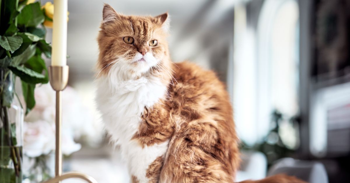 Managing Runny Noses in Cats: What Cat Sitters Need to Know Managing Runny Noses in Cats: What Cat Sitters Need to Know