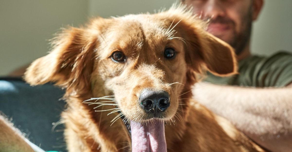 Why Is My Dog Sleeping So Much? Why Is My Dog Sleeping So Much?