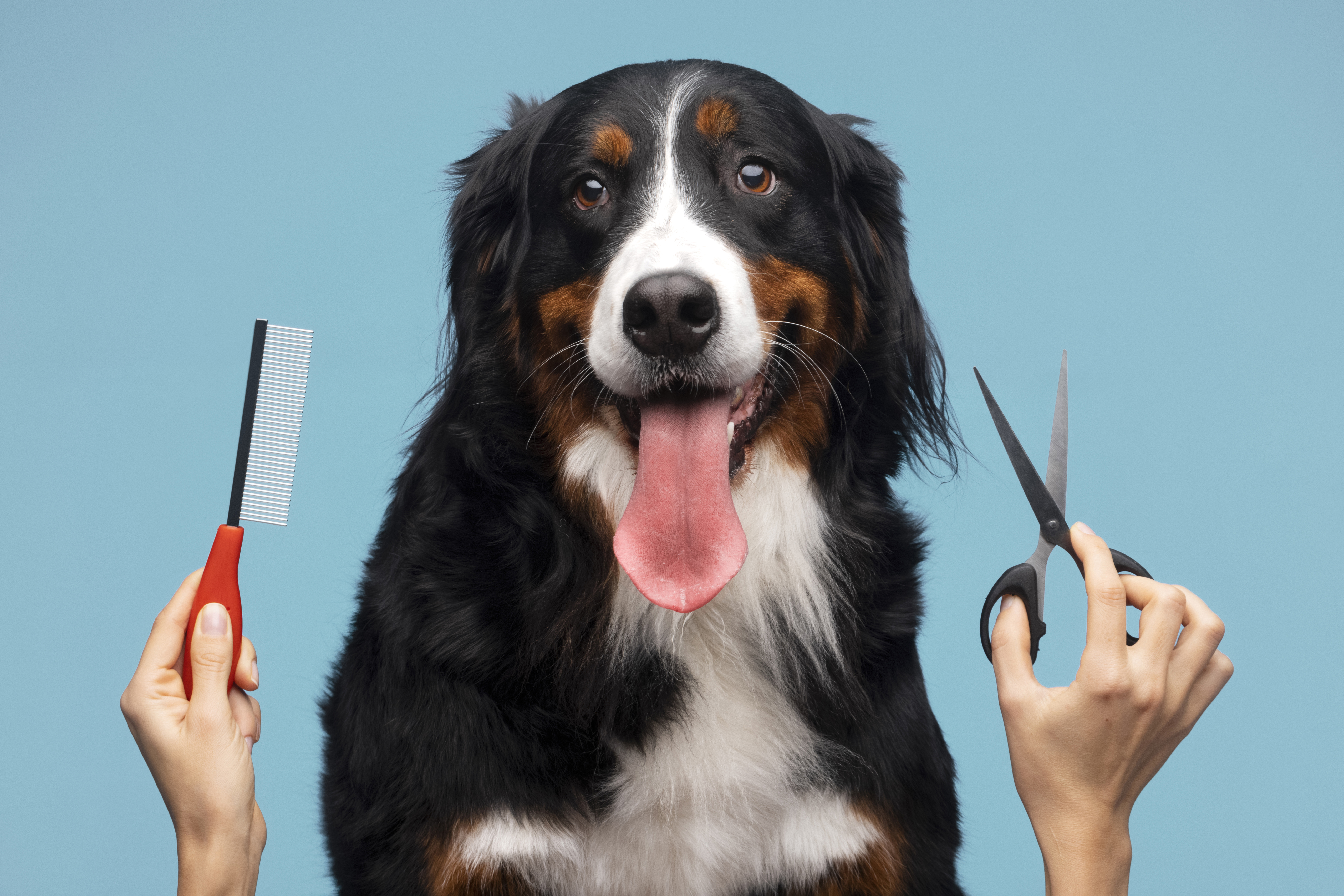 Why Grooming Is Essential for Your Pet’s Health and Happiness Why Grooming Is Essential for Your Pet’s Health and Happiness